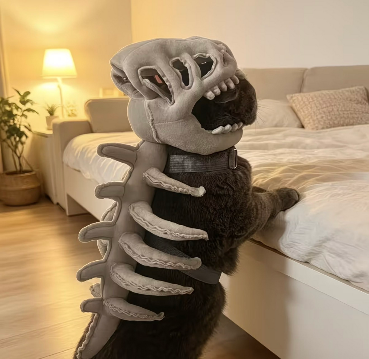 Dinosaur skeleton pet costume fit and side view